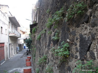 tania fortificata-Bastione del Tindaro 24-11-2014 16-27-03